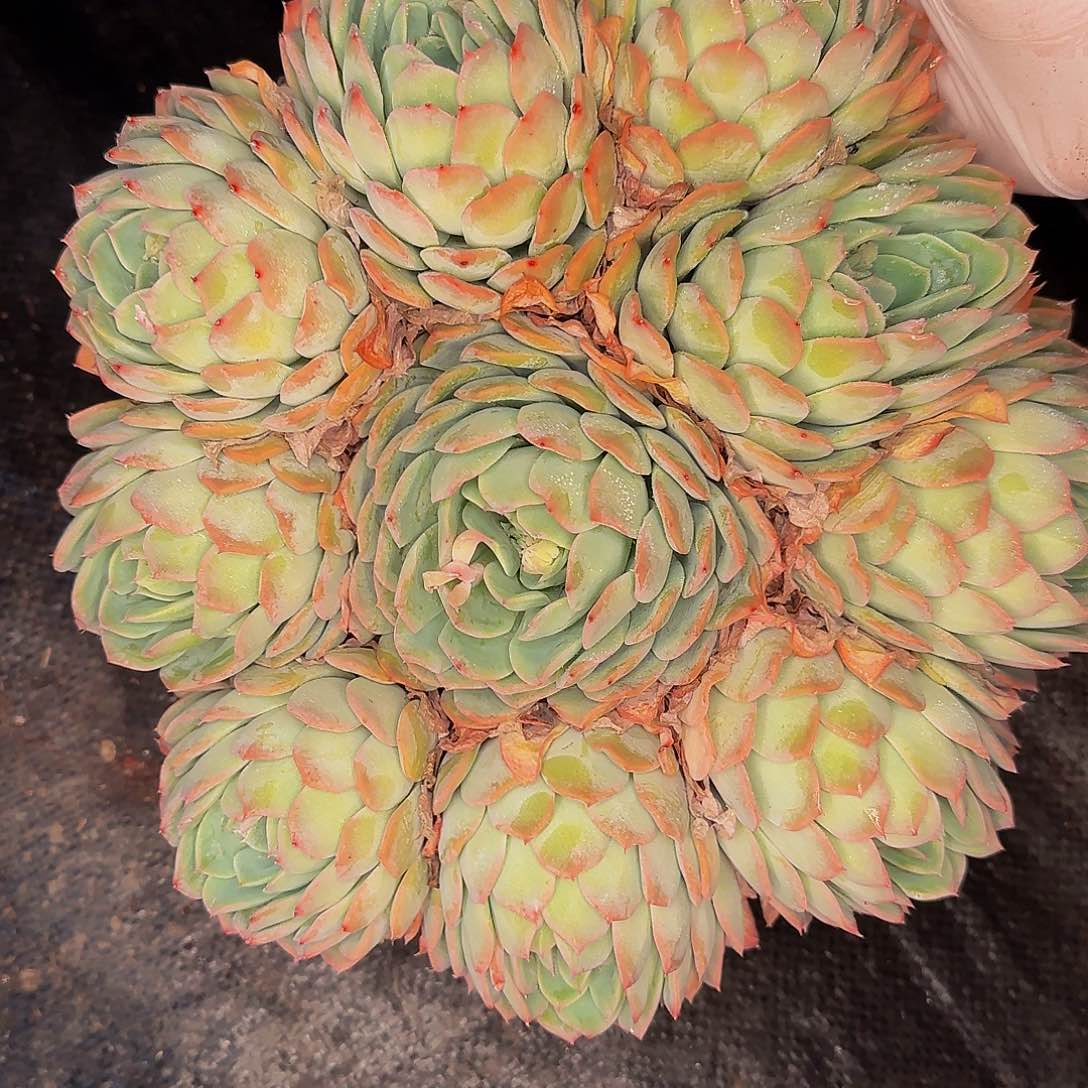 阳*晨他哈怕他他爸爸啊