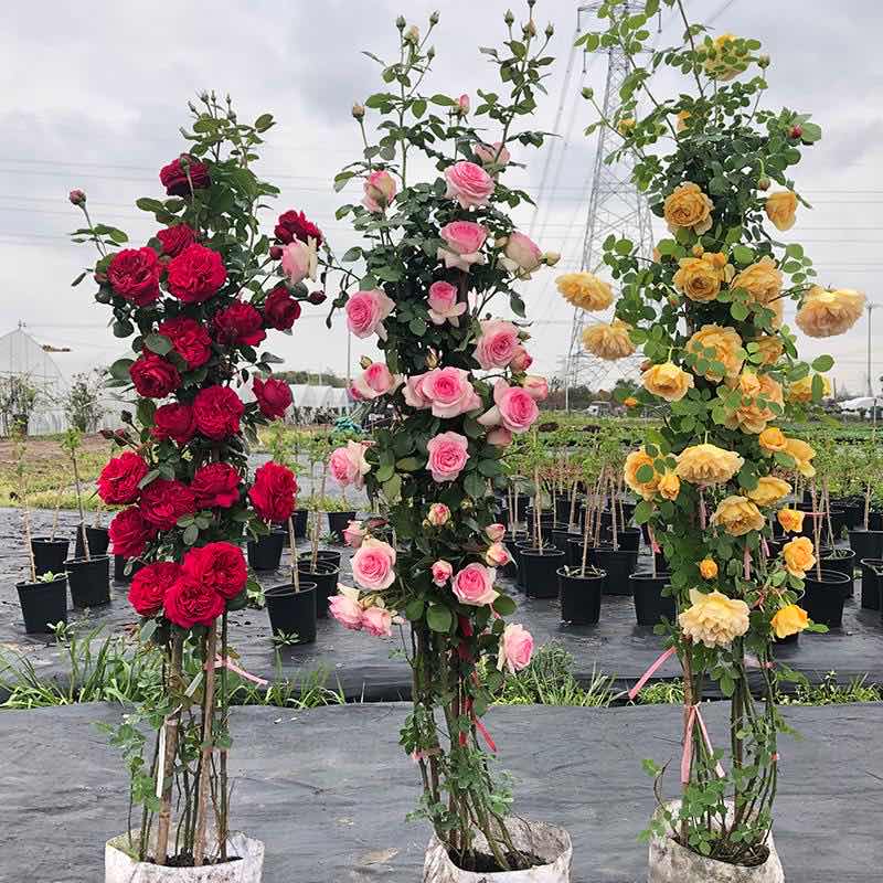 峰哥藤本月季原盆原土爬藤月季一物一拍专拍链接