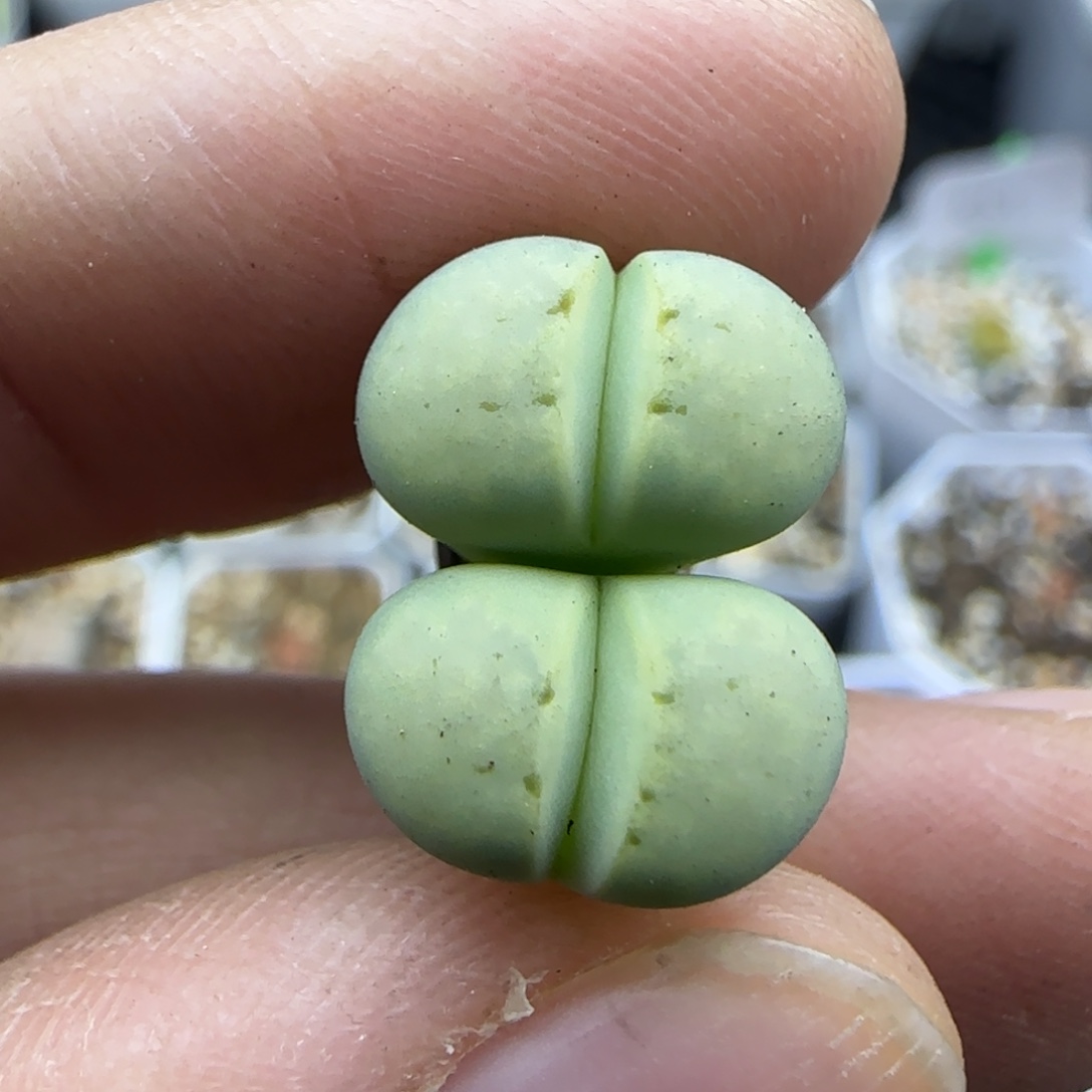 930 清框福利30包邮