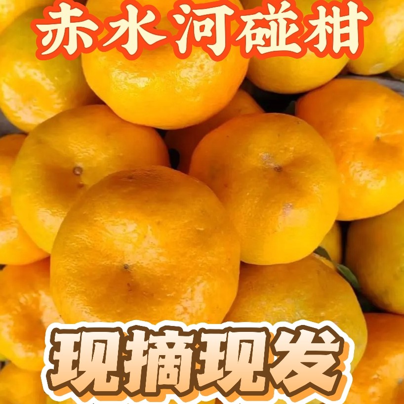正宗四川赤水河碰柑新鲜现摘应季水果产地直发多汁