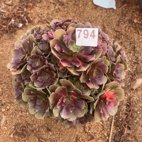 794韶秀七彩多肉植物花花