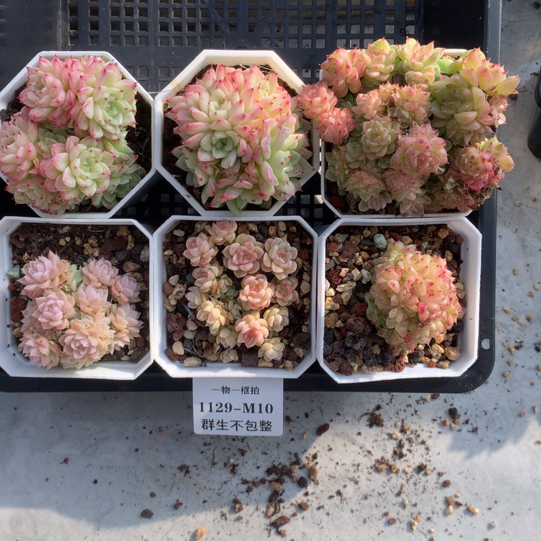 一物一框拍 1199-M10 群生不包整6颗