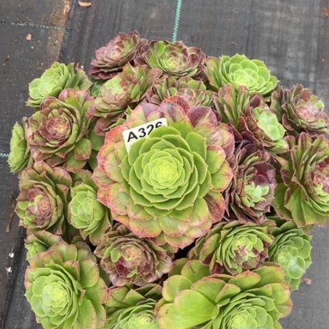 326花月夜35厘米左右