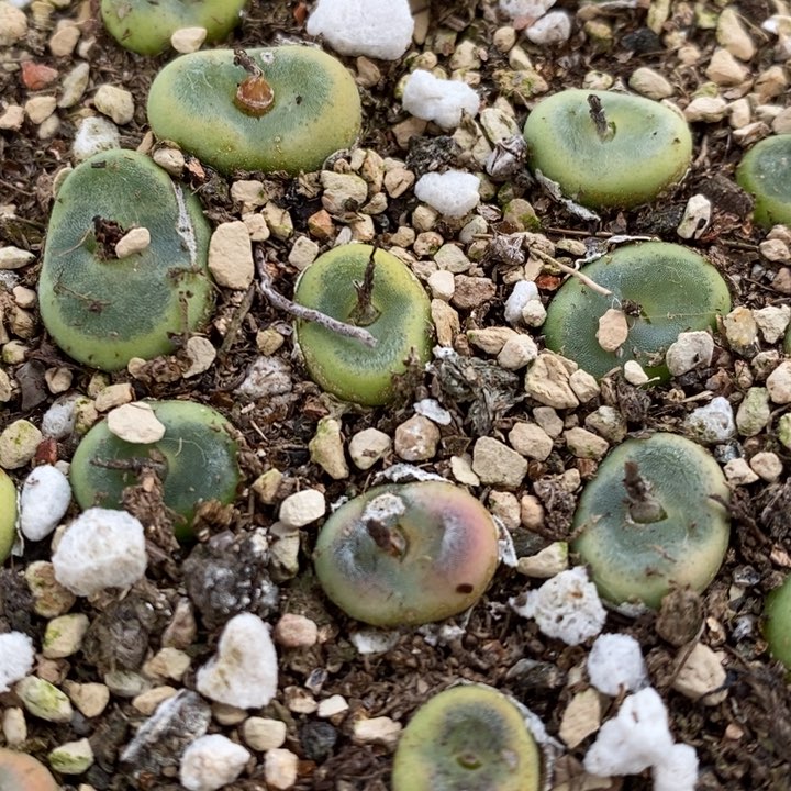 水晶鞋1颗水晶鞋