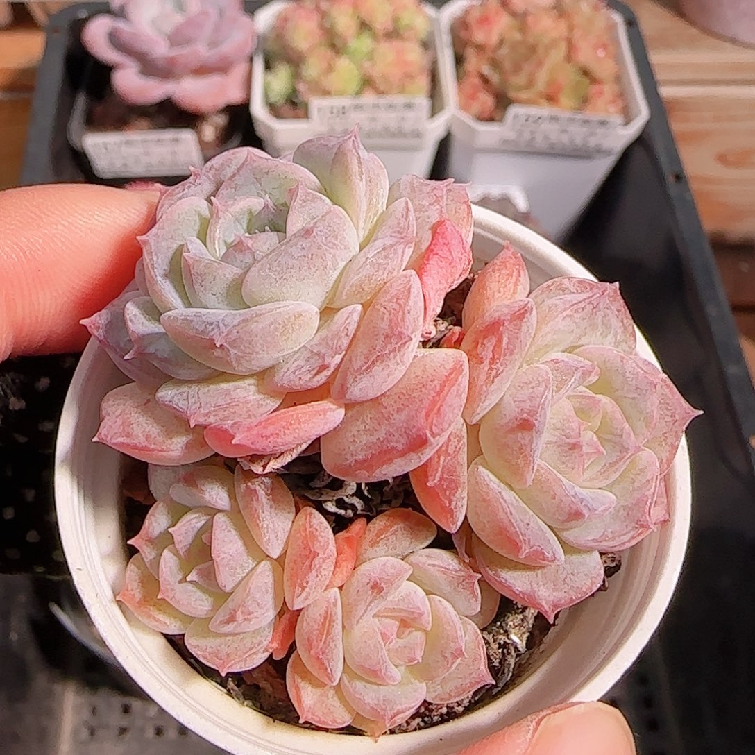 多肉1028--168纯爱