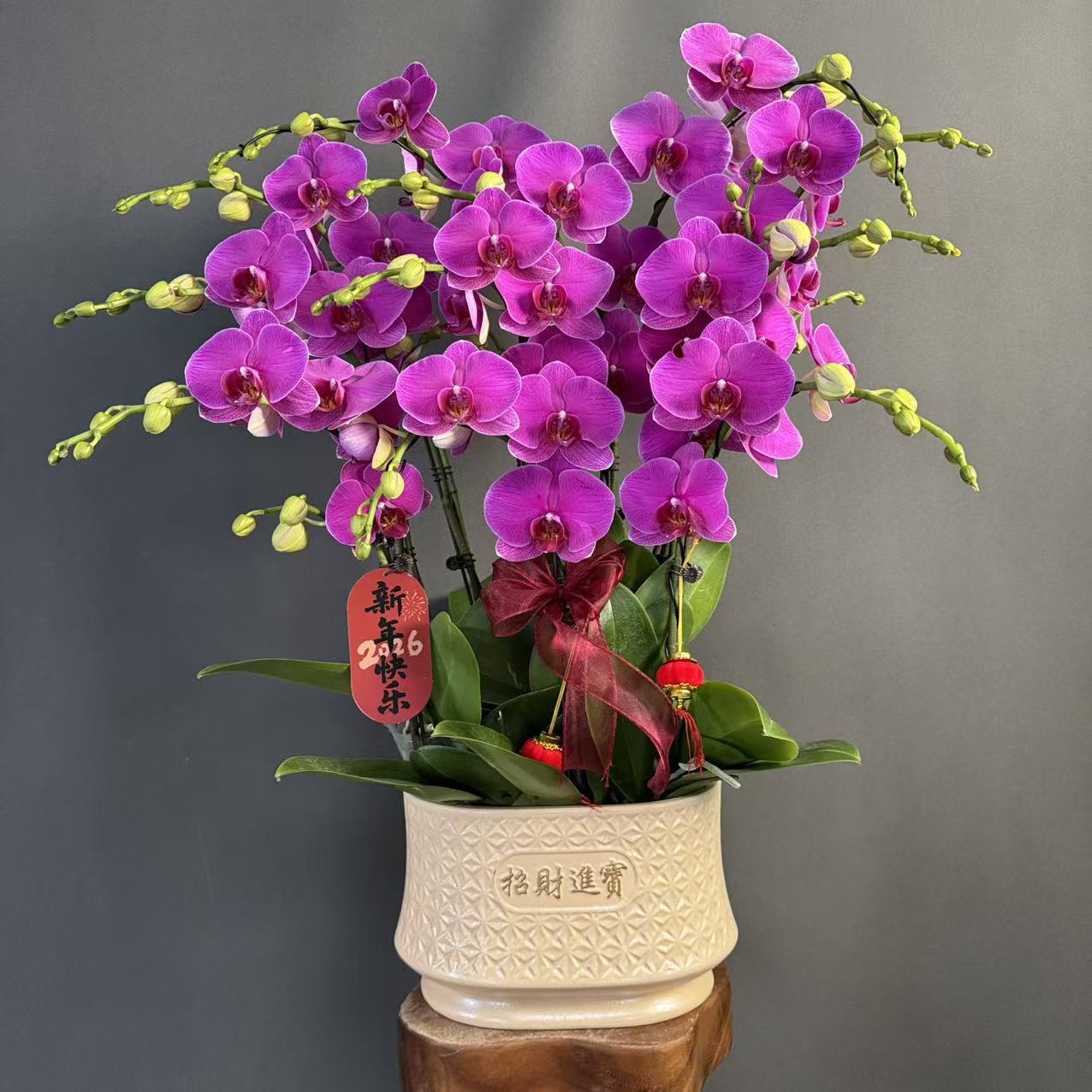 【恭喜发财】紫红色系大花型 蝴蝶兰 基地直发 送人送礼高端花卉