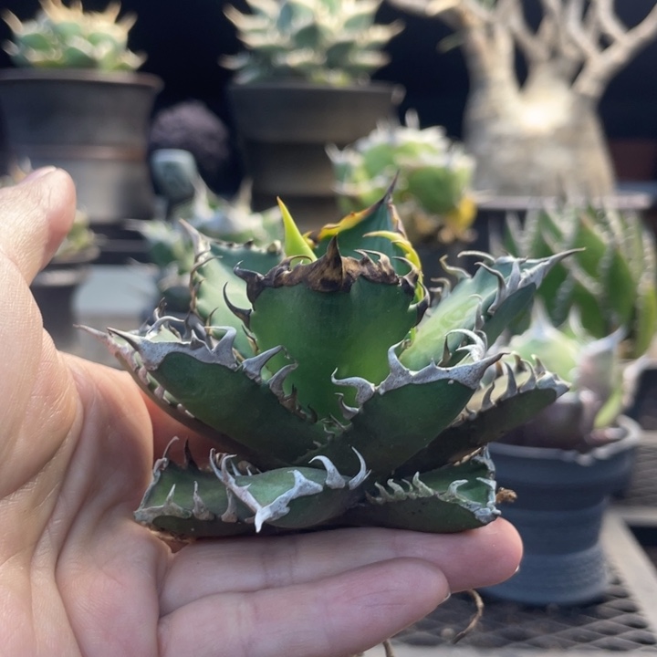 【闪购商品】紅貓。