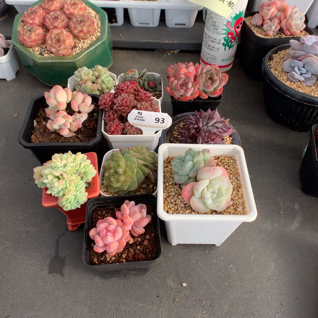 ****月93 一组美肉多肉多肉