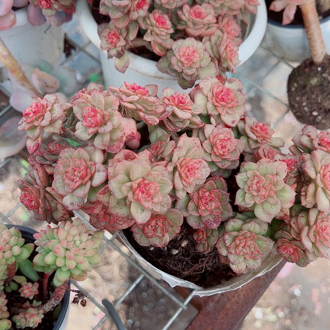 黄金蜡牡丹多头群生老桩