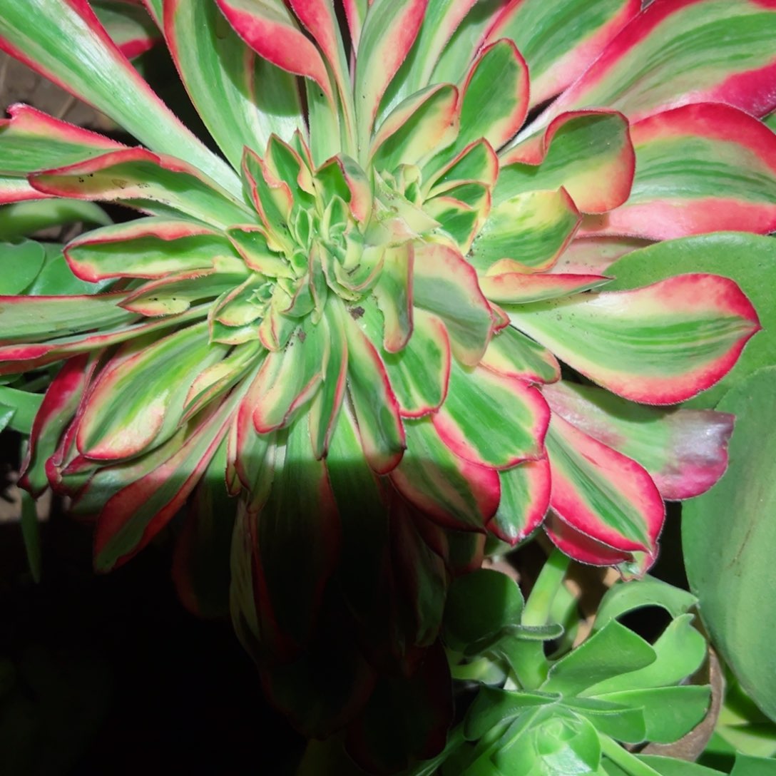 198 号多肉植物法师新年福利