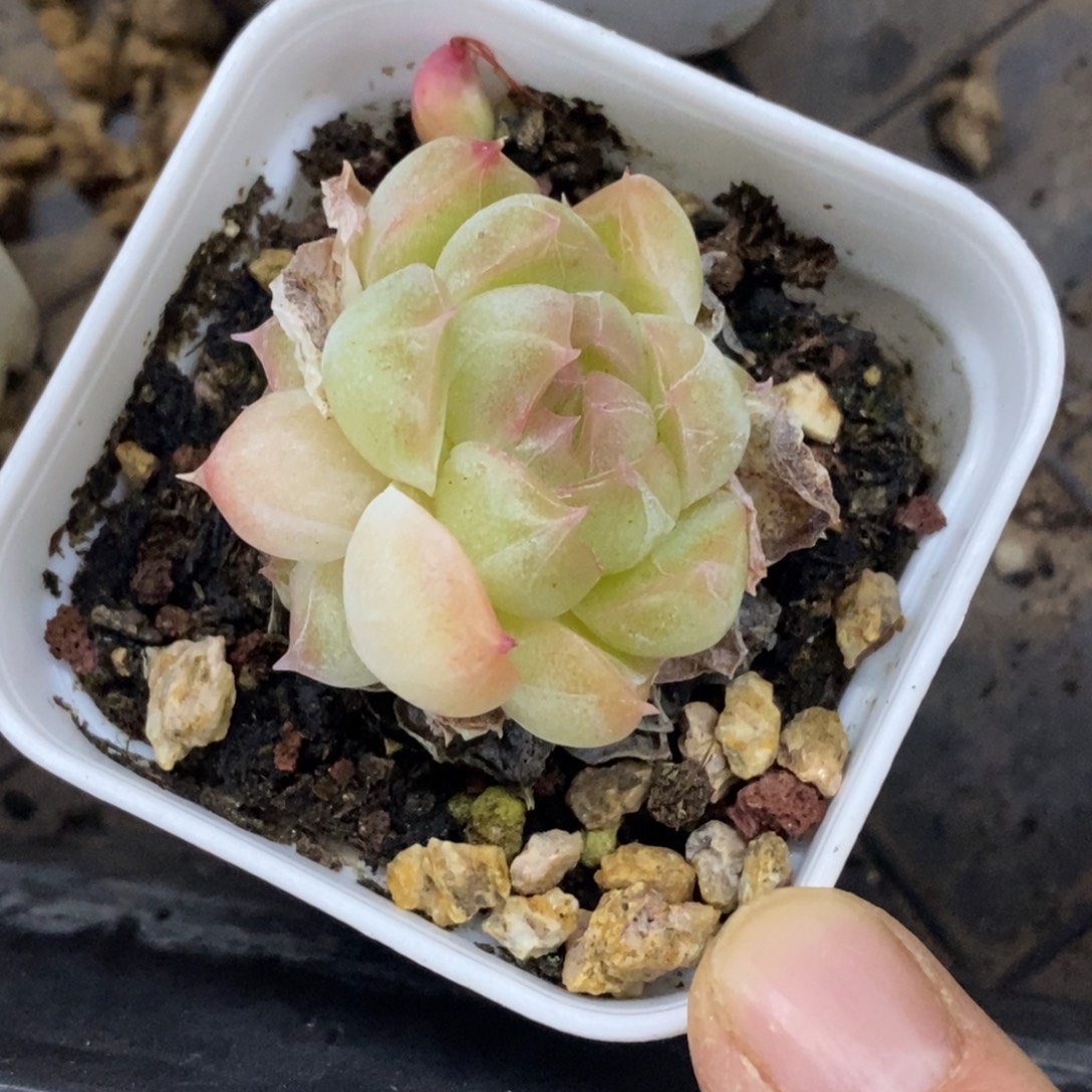 精品多肉一物一拍不包整46