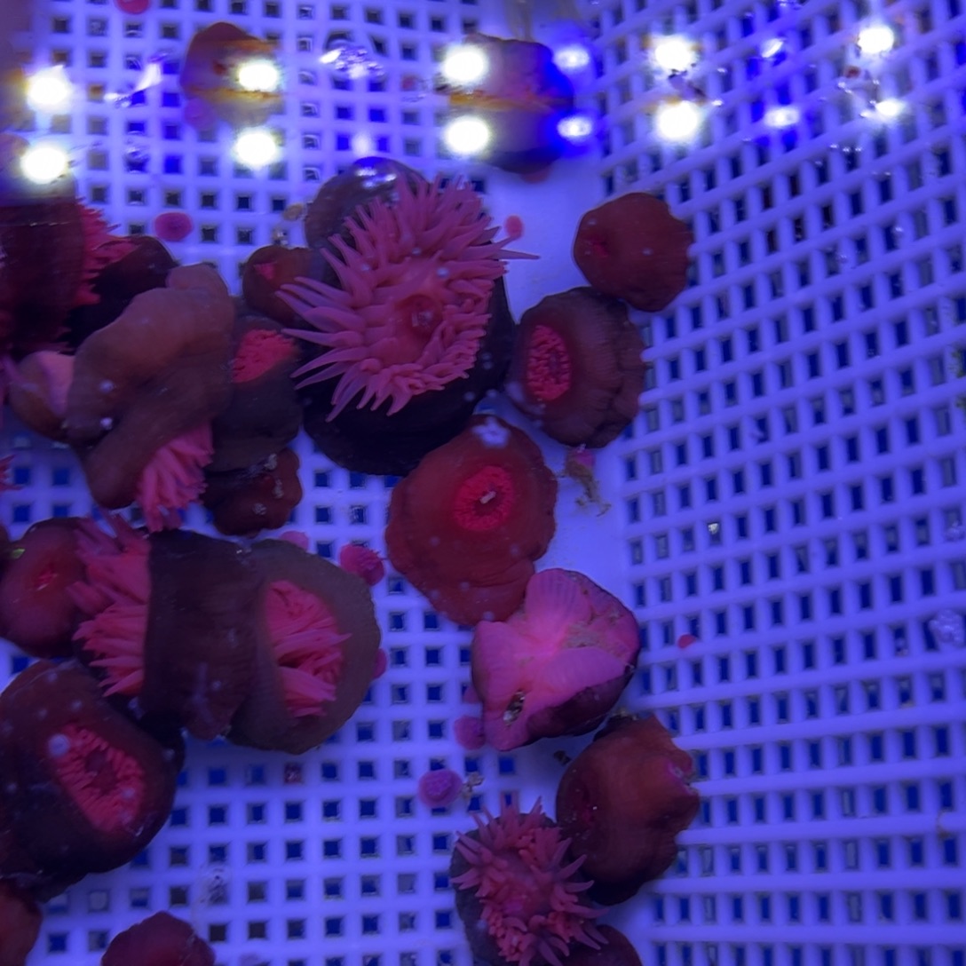 我***吖奶嘴海葵火山11111