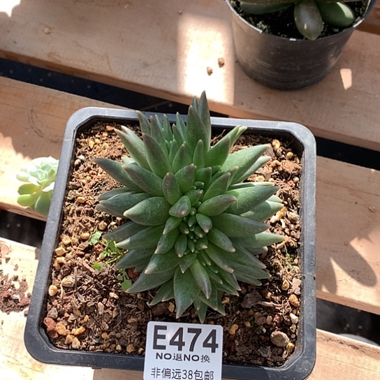 布丁缀化474 退款拉黑需延迟发货