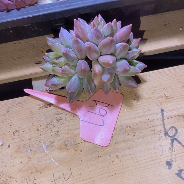 °***༒我要的东西很多但是又