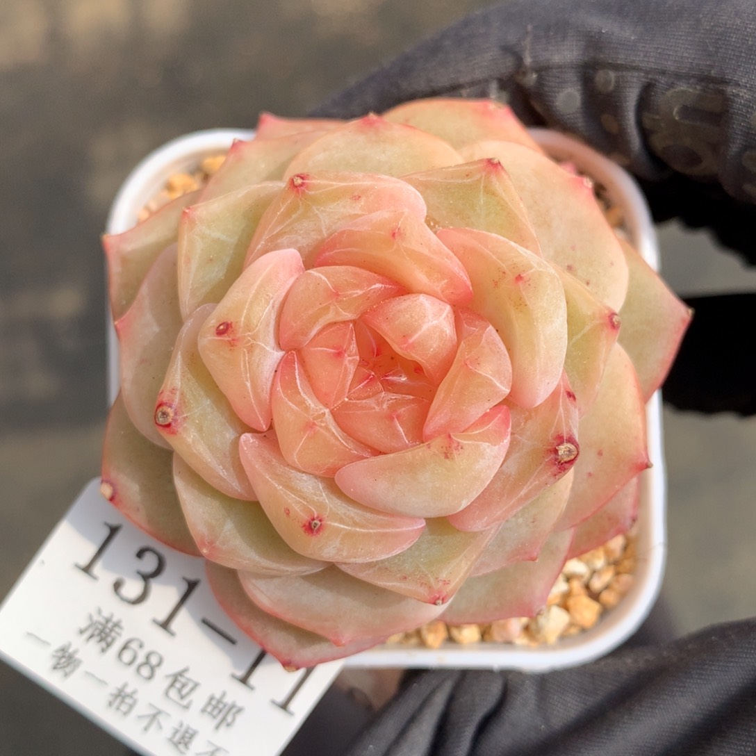 11。大富翁。珍妮糖心。5.5cm。