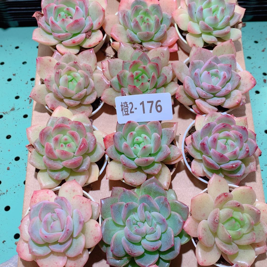 2-176一物一拍多肉带盆18颗