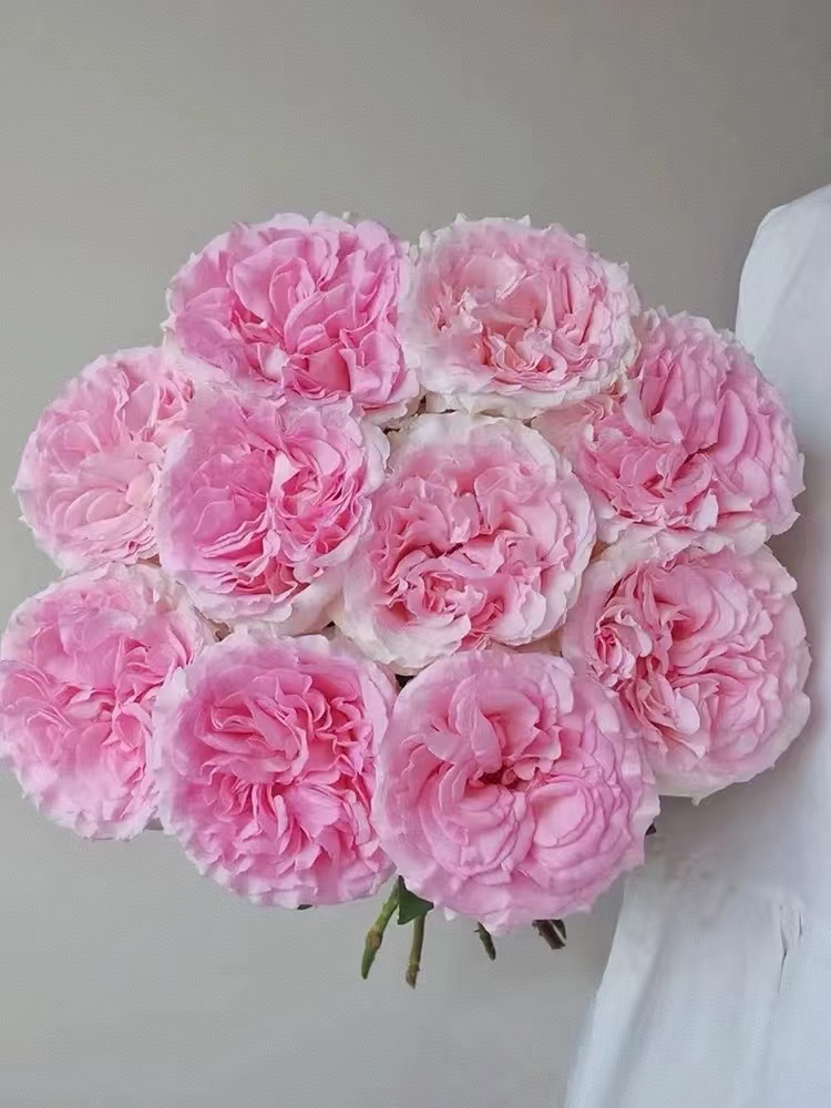 【花汀私享】洛神-单头玫瑰（注意带包装醒花哦~）