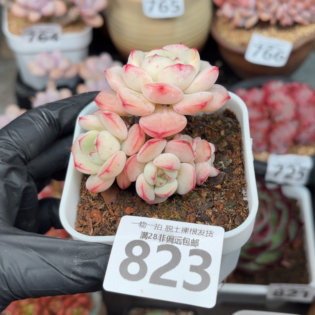 香草多肉无盆土发货