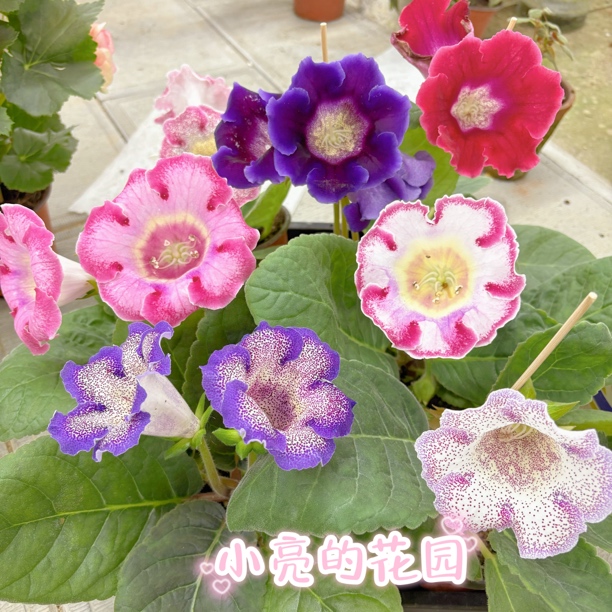 混色大岩桐多年生室内花卉 只包到手不包养护