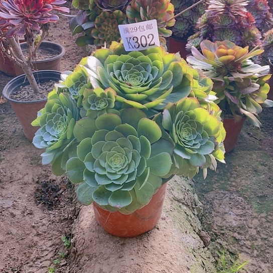 302万拉丝多肉植物