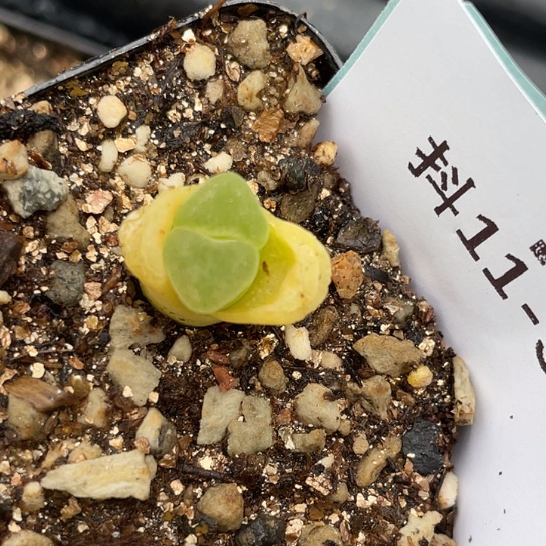 11-58爱心极窗多肉植物