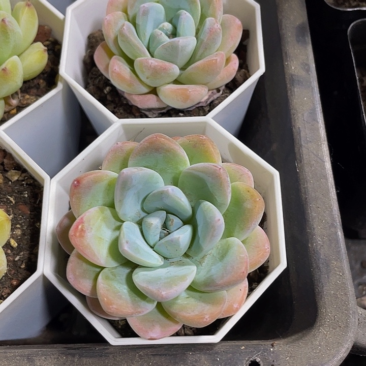 八角盆雪媚娘带盆土发单头