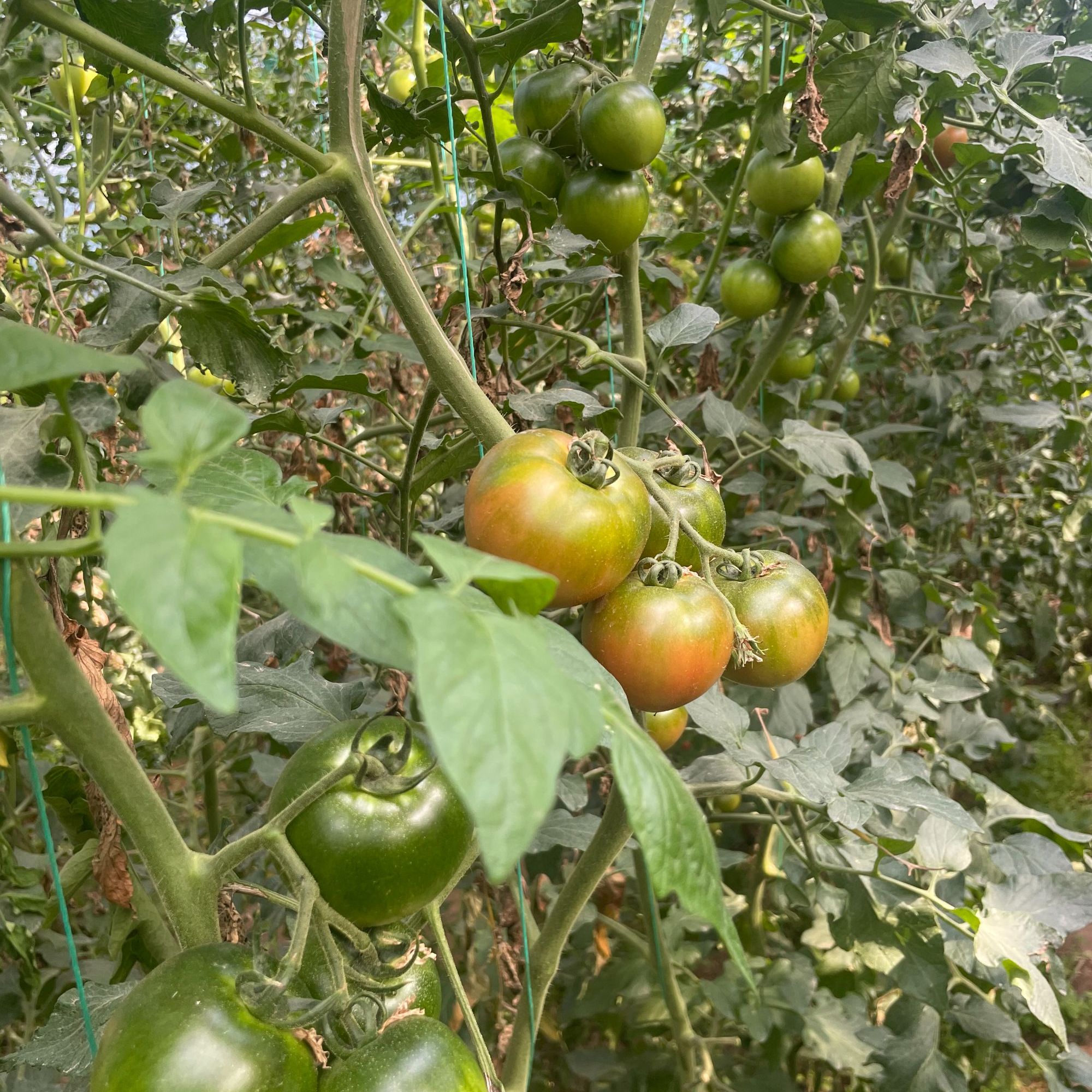 城阳夏庄草莓西红柿（生态豆粕有机肥种植健康好吃）山东省