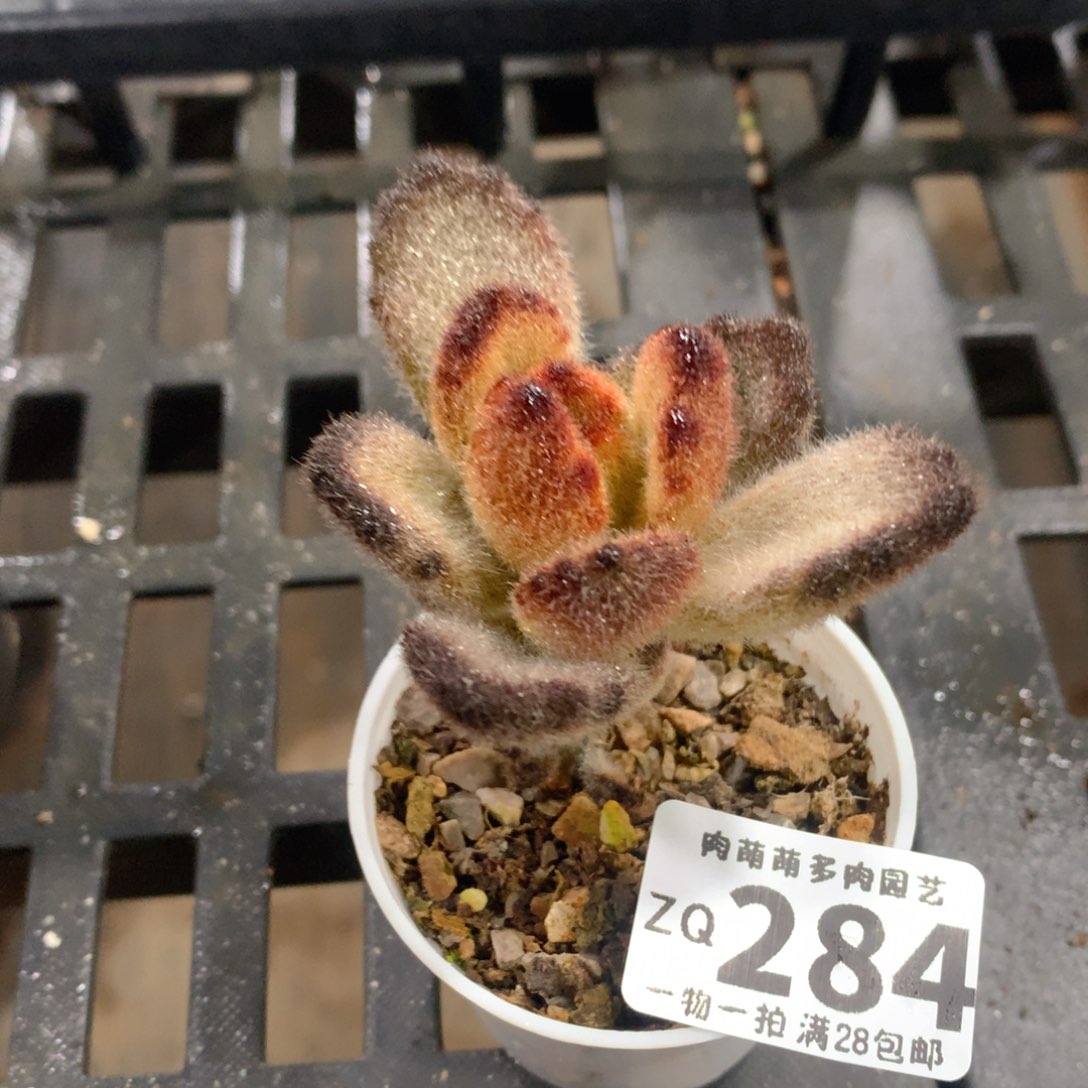 肉萌萌拇指盆精控多肉ZQ284