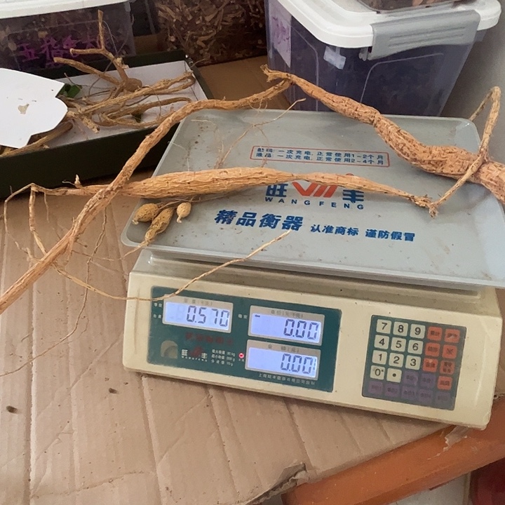 中国大陆野生甘草牛，好老的大力薯