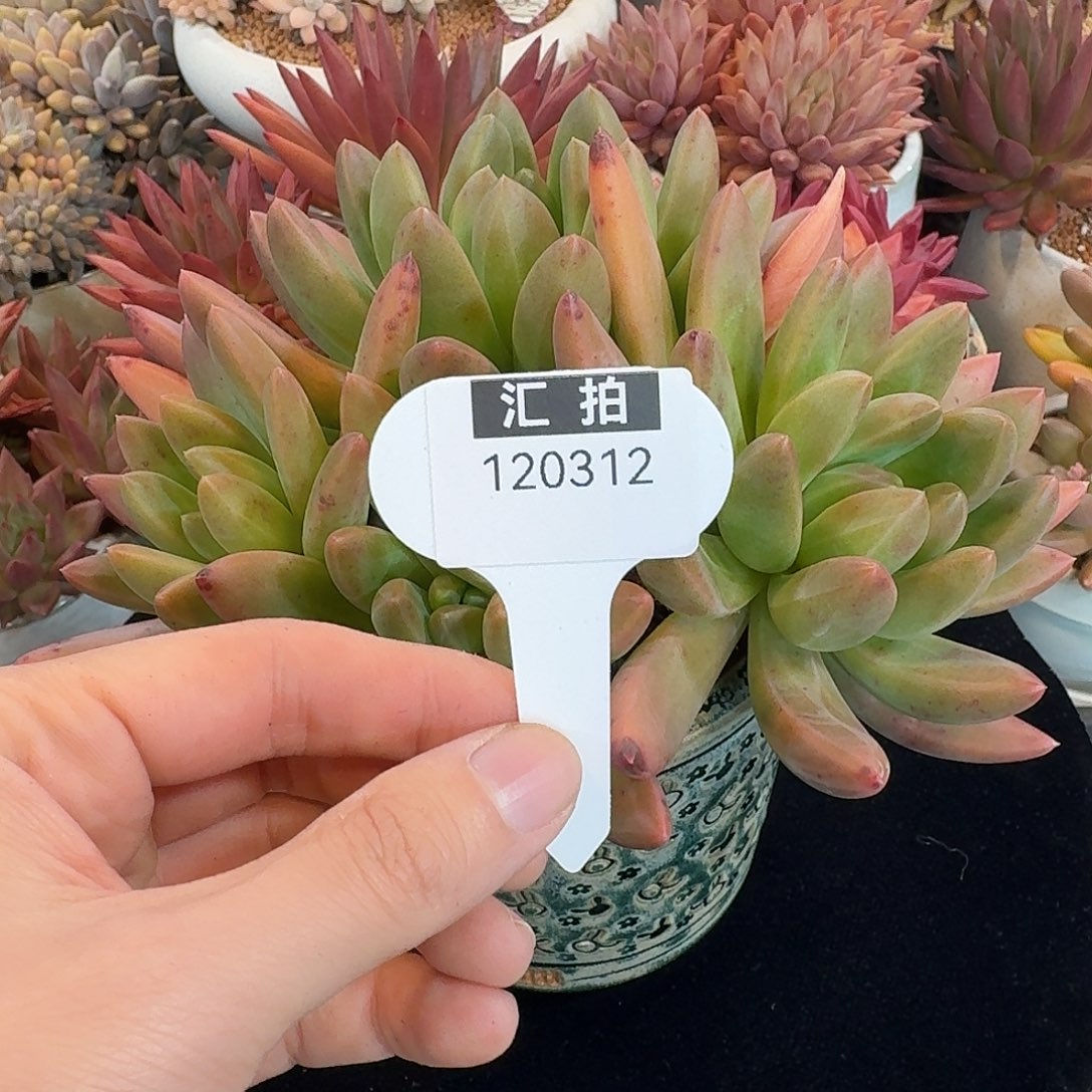 精品多肉植物120312