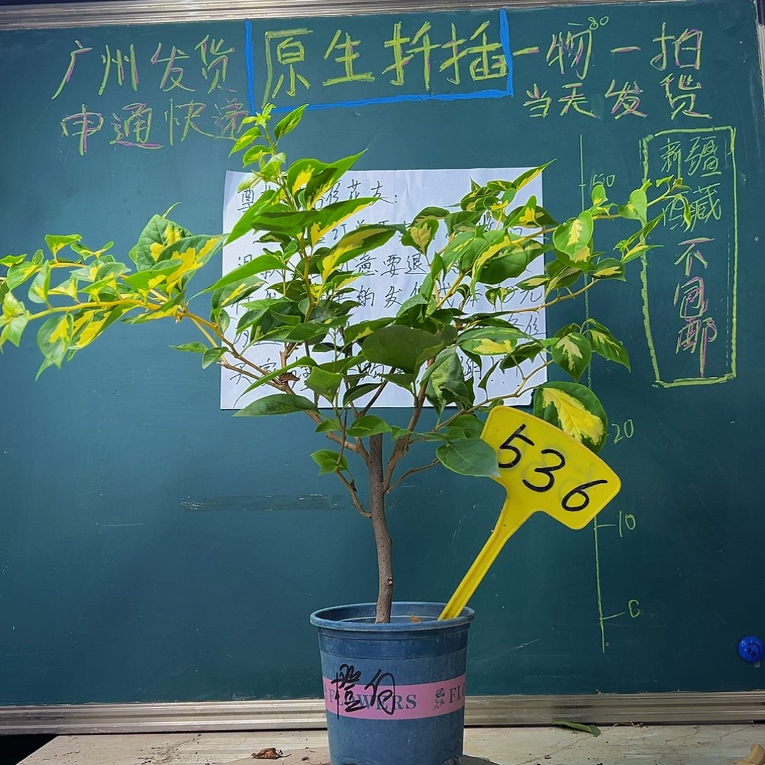 当前无花栽培后可以开花 金心橙白 536