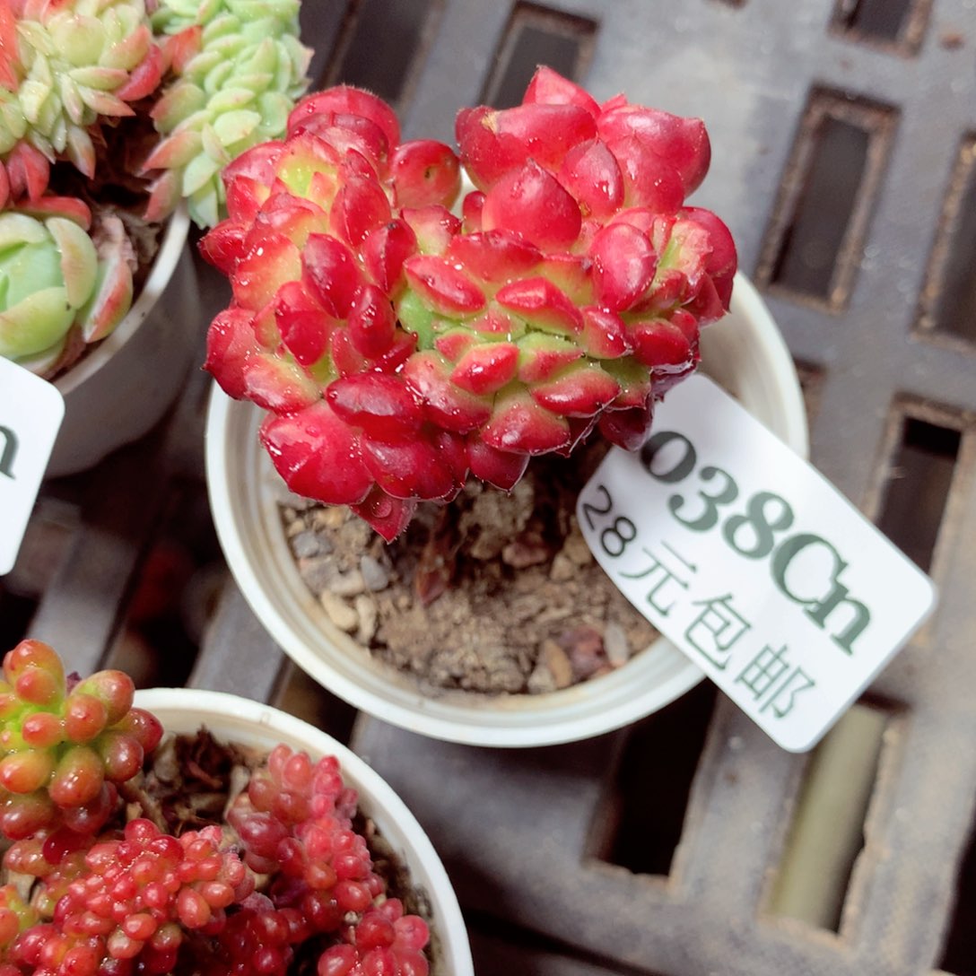 5厘米盆精控多肉0038