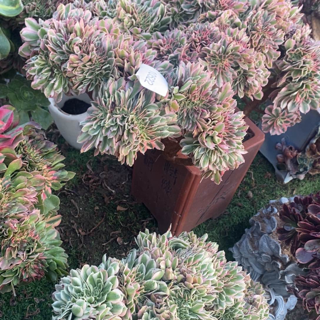 清****粉女巫缀化1颗多肉10522号