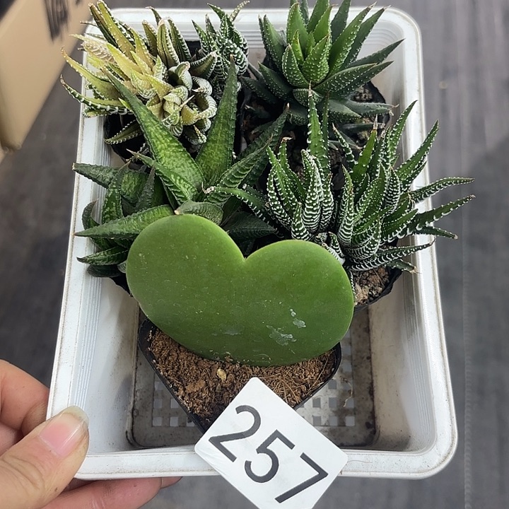 257硬叶十二卷组合一筐