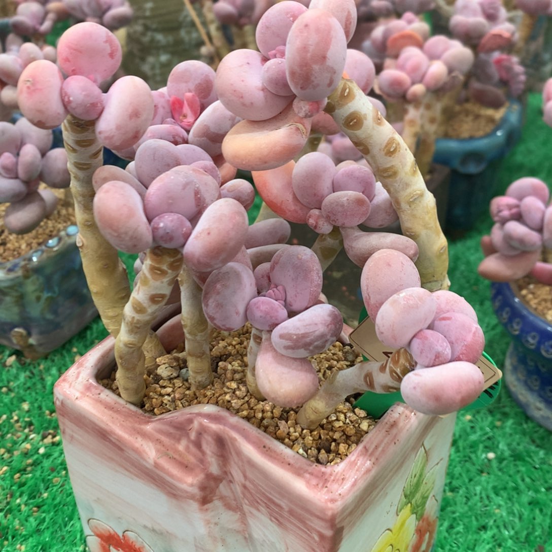 蛋黄奶无砍老桩282