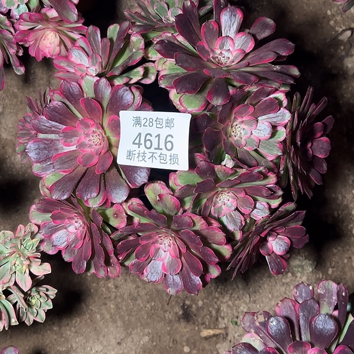 4616霁月多肉植物