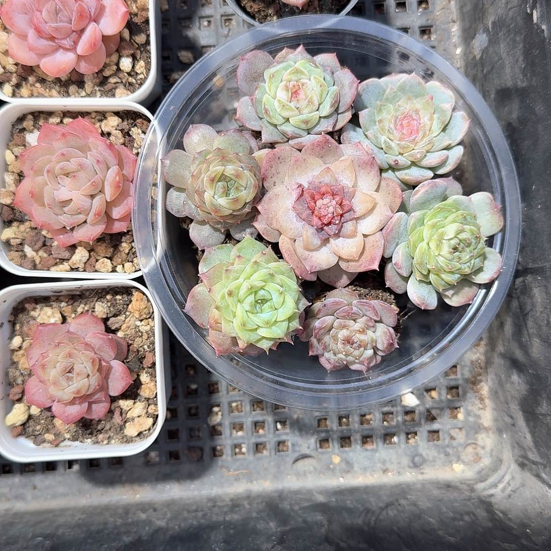 八九一物一拍专拍