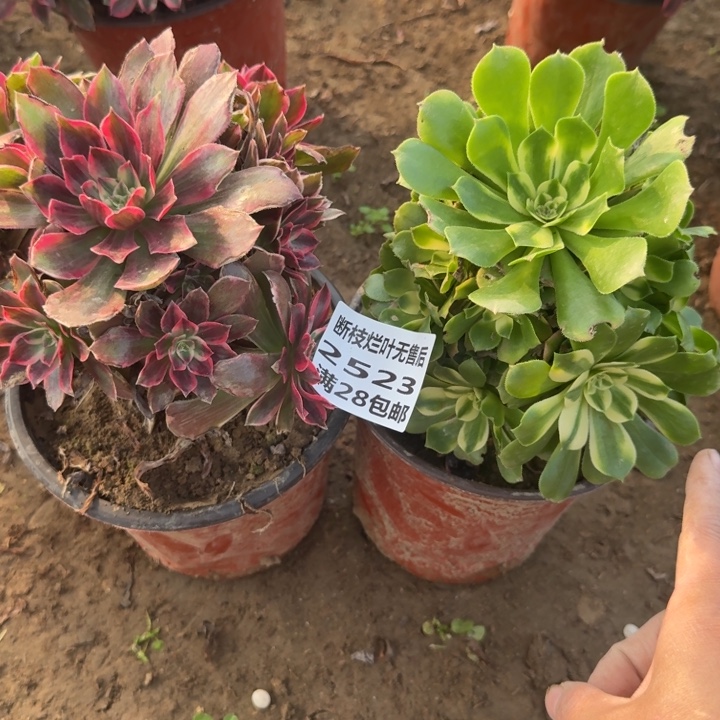 2523二号棚两个组合