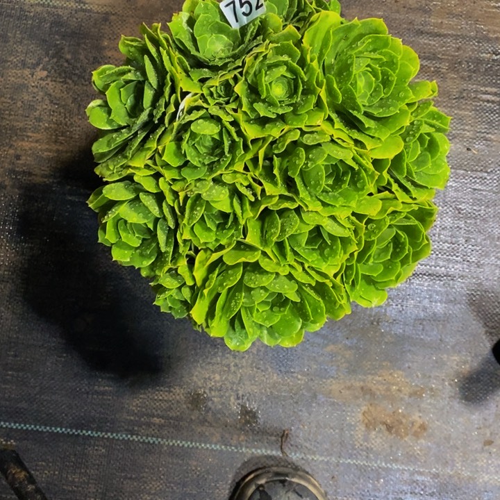 752 绿杨蓉从林的