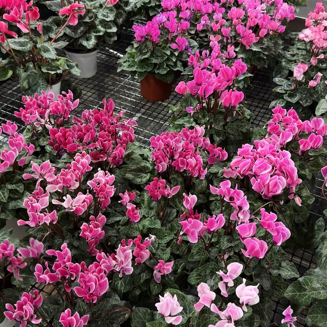 完全开放仙客来一盆任意品种