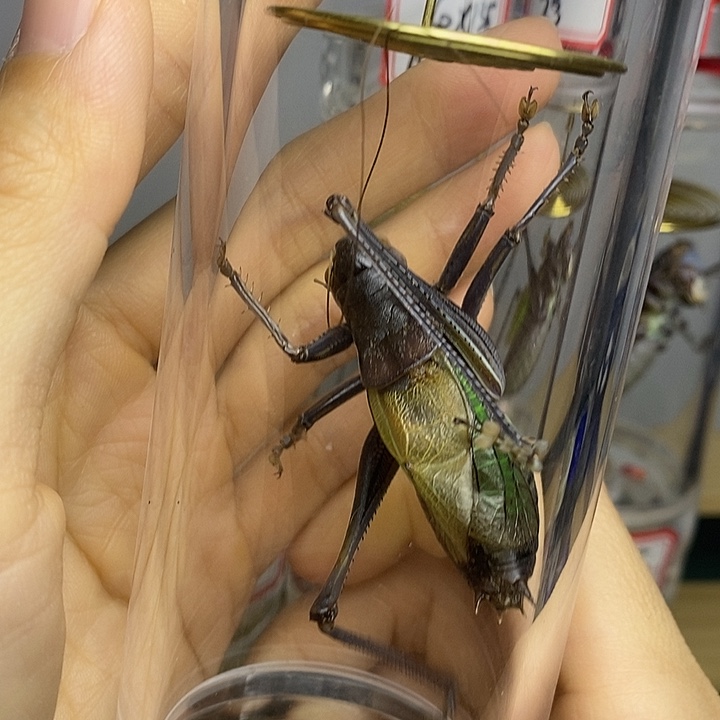 王***长蟋蟀55-175一套王队长