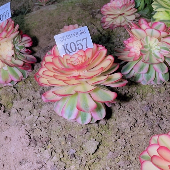 057荔枝多肉植物