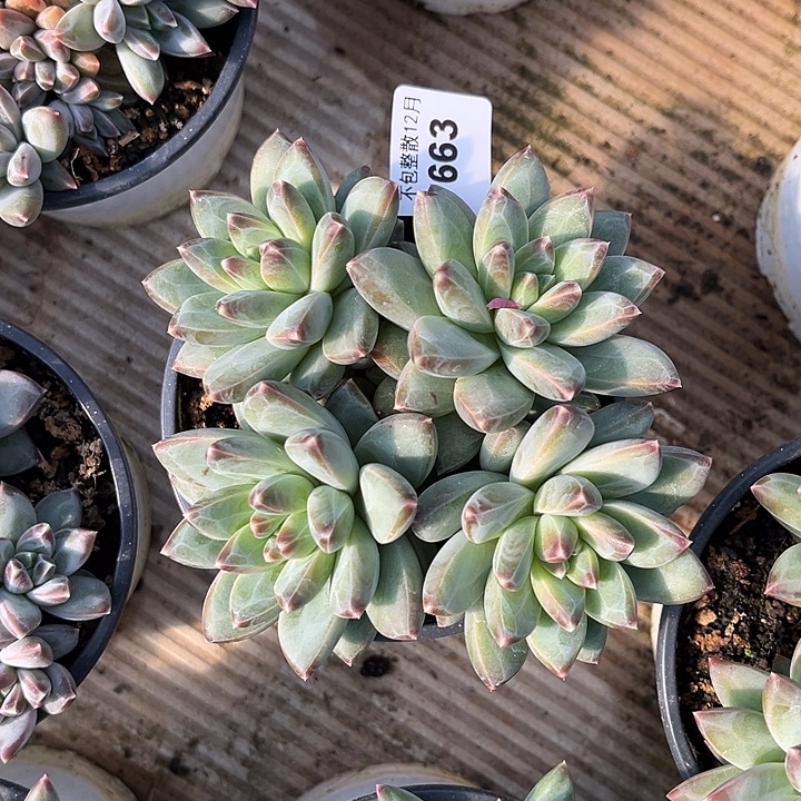 阿雅园艺。    663