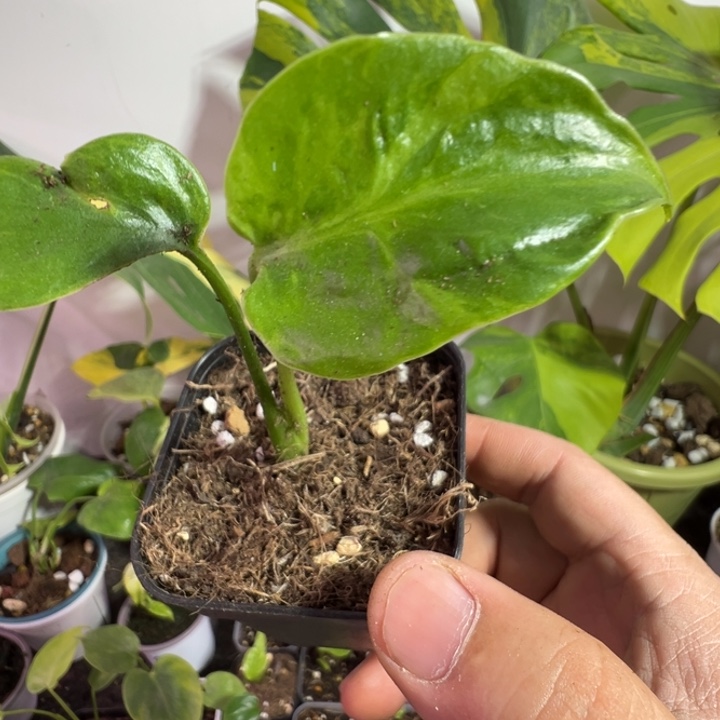 坐***酒完全开放龟背竹种苗