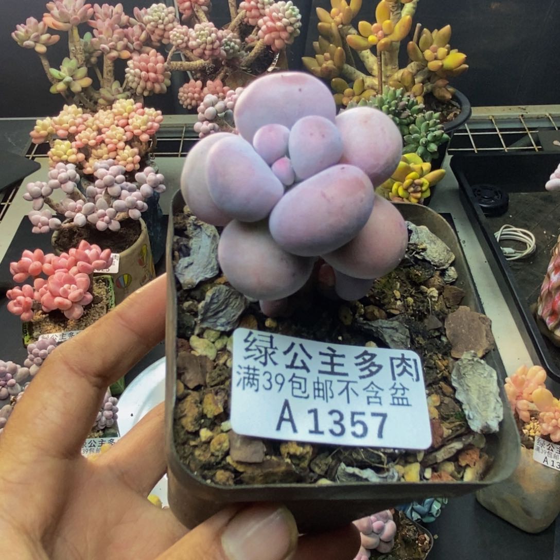 357芭比奶多肉5c m
