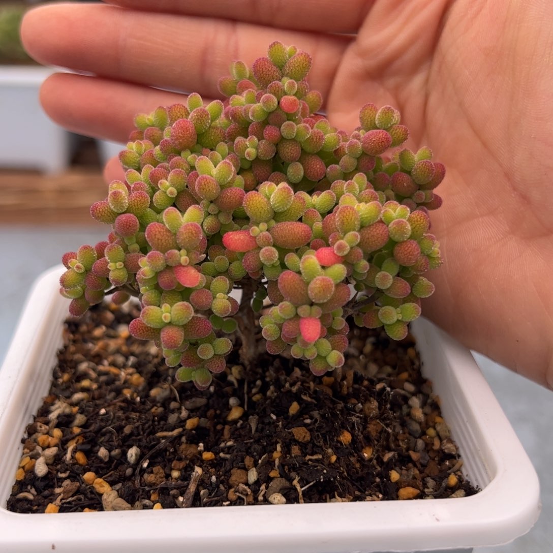 600号金桔糖球3.9多肉