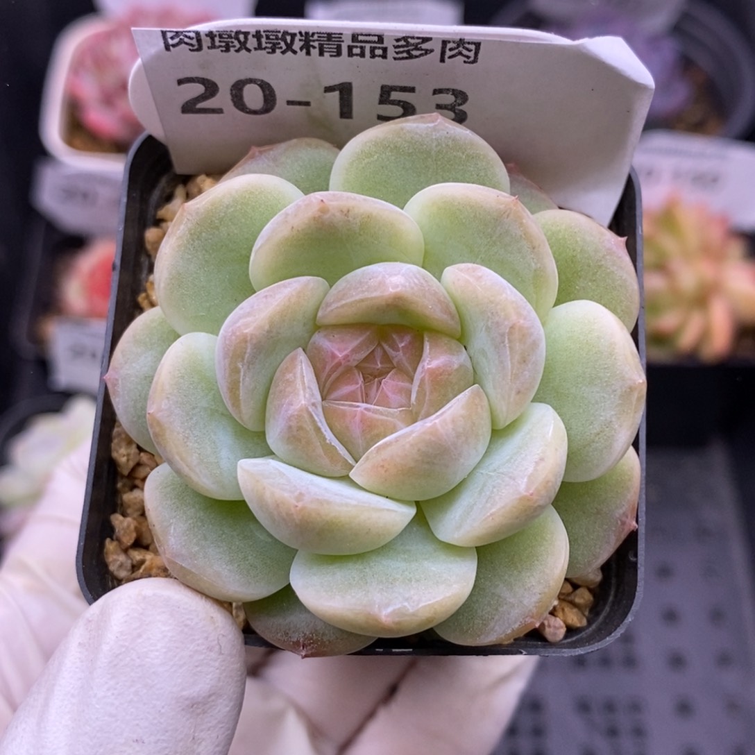 【闪购商品】20-153