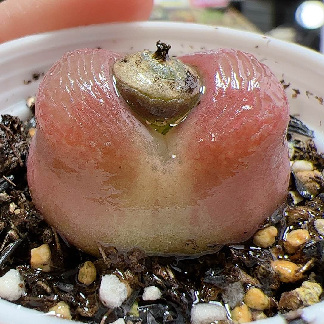 【闪购商品】386 带盆