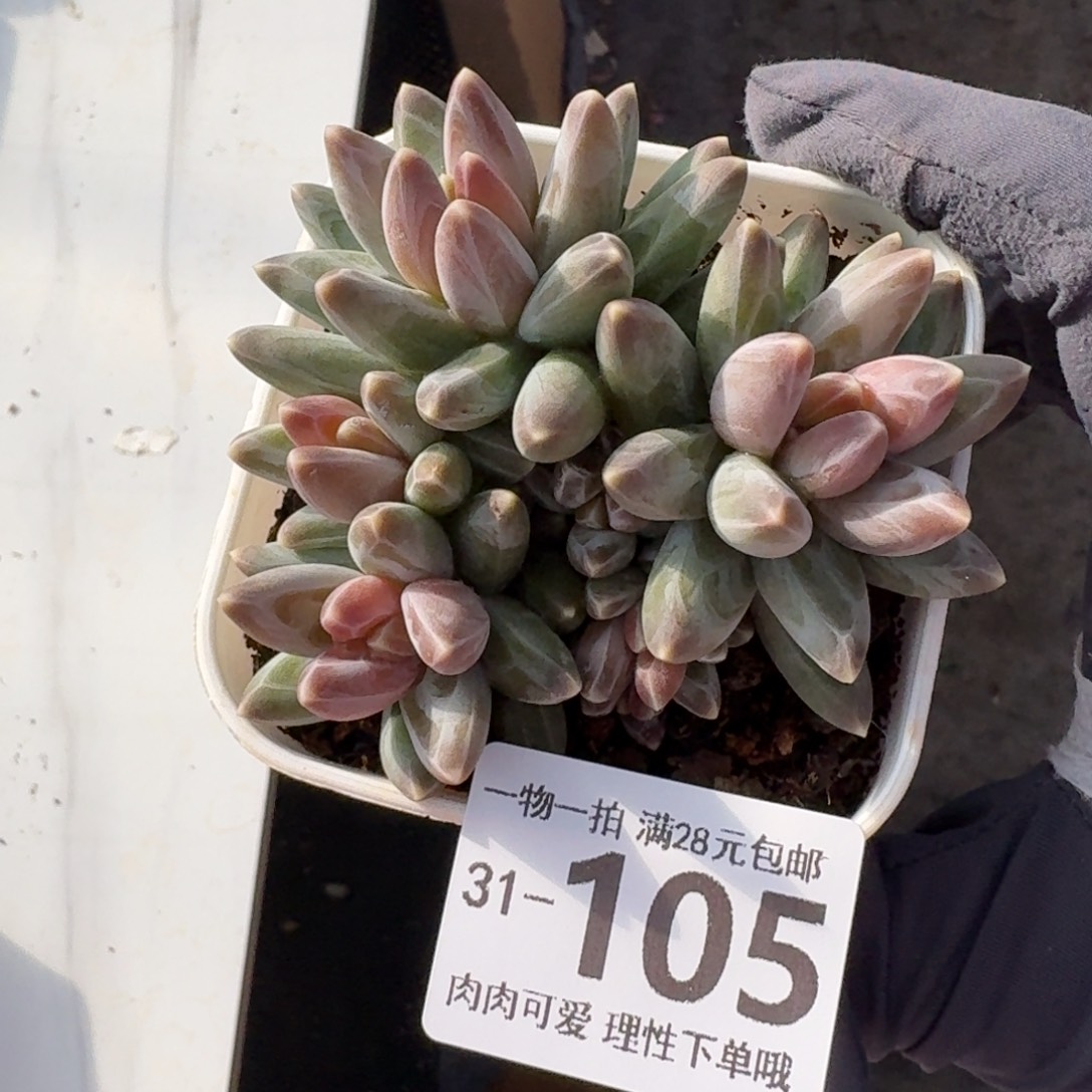 乌拉克拉无盆土发货无盆