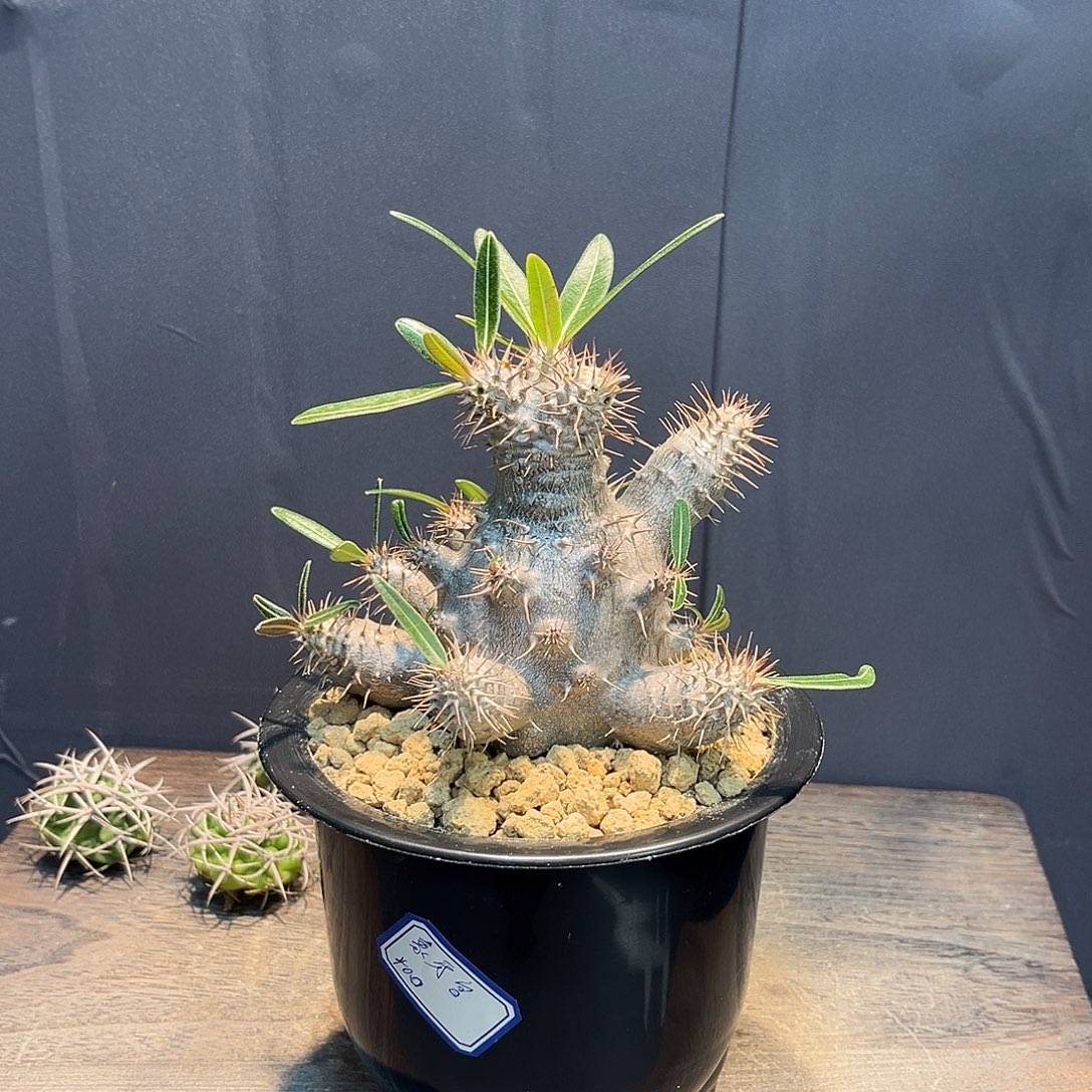 象牙宫Zzzzzzzzzzzzzz